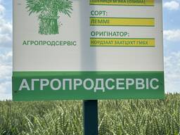 Продам насіння озимої Пшениці сорт Леммі