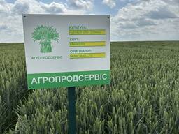 Продам насіння озимої Пшениці сорт Мачболл