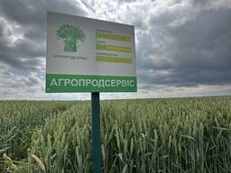 Продам насіння озимої Пшениці сорт Тобак