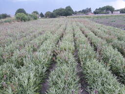 Продам насіння шавлії лікарської