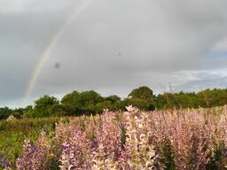 Продам насіння шавлії мускатної