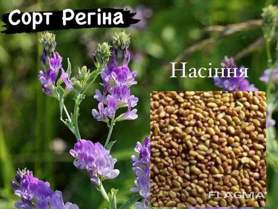 ПРОДАМ насіння високоякісної люцерни сортів(Надія, Регіна)