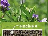 ПРОДАМ насіння високоякісної люцерни сортів(Надія, Регіна) - фото 2