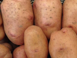 Продам насіннєву картоплю, сорт Мирослава