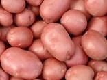 Продам насіннєву та кормову картоплю Белла Росса 5 тонн - фото 1