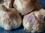 Продам насіння часнику сорта Любаша воздушка - фото 1