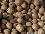 Продам насіння часнику сорта Любаша воздушка - фото 3