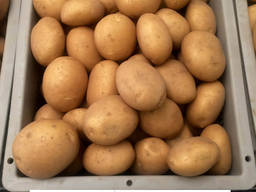 Продам насіння картоплі сорту Коннект.