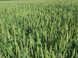 Продам насіння пшениці сорту "Леннокс"