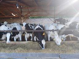 Продам нетелів голштинської породи