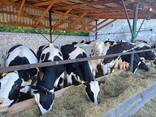 Продам нетелів голштинської породи - фото 2