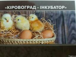 Продам оптом і в роздріб добових і підрощених курчат