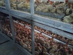 Продам оптом і в роздріб добові курчата