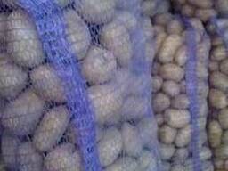 Продам оптом картоплю столових сортів