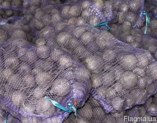 Продам оптом свеклу на бюджет