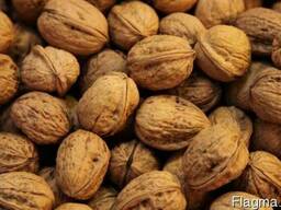 Куплю горіх волоський