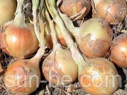 Продам Лук.