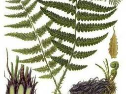 Продам Папоротник (Щитовник мужской) и много других растений