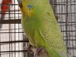 Продам папуги хвилясті-чехи - фото 1