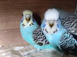 Продам папуги хвилясті-чехи - фото 3