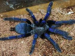 Продам пауки Lampropelma violaceopes (Cyriopagopus sp. Blue