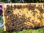 Продам пчелопакеты - фото 1
