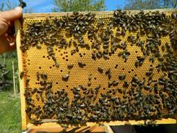 Продажа пчелопоектов 4 рамки расплода 700грн