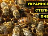 Продам пчелосемьи - фото 1
