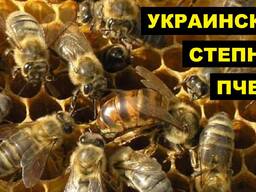 Продам пчелосемьи
