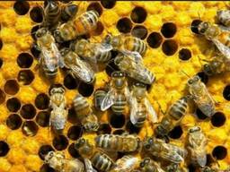 Продам пчелосемьи украинской степной породы