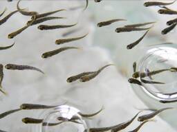 Продам підрощеного та личинку дзеркального та рябчастого коропа.