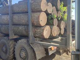 Продам пиловочник липа , ольха , дуб, ясень разных сортов и диаметров