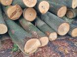 Продам пиловочник липа , ольха , дуб, ясень разных сортов и диаметров - фото 1