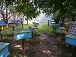 Продам плодные меченые пчелиные матки Карпатской породы 2023г. - фото 2