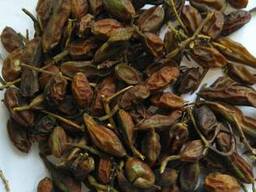 Продам плоды софоры