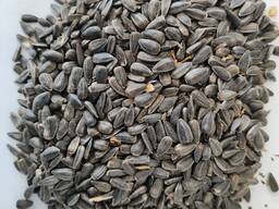 Продам подсолнух