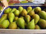 Продам польскую грушу. - фото 1