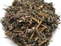 Продам полин звичайний Чорнобильник Artemisia vulgaris