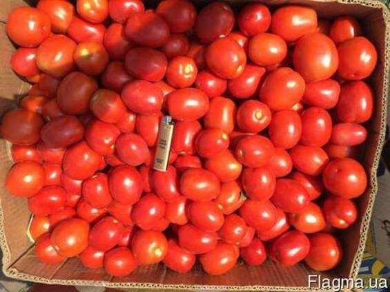Продам помидор сливка