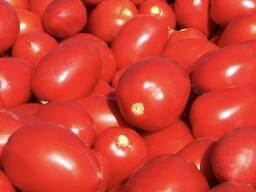 Продам помідори сливка з Миколаєва, гарні, червоні