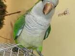 Продам попугаев - фото 2