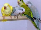 Продам попугаев - фото 3