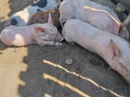 Продам породистих поросят