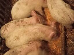 Продам поросят