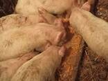 Продам поросят - фото 2