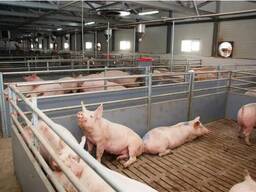 Продам Товарні свині живою вагою 100 - 110 кг від виробника