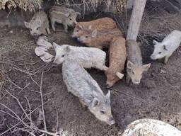 Продам поросят породи мангал