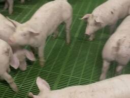 Поросята партиями от 100 голов