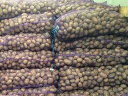 Продам посадочный картофель