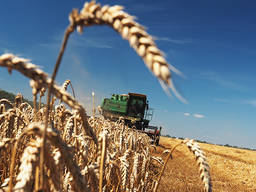 Продам посевную озиму пшеницу продам семена пшеници